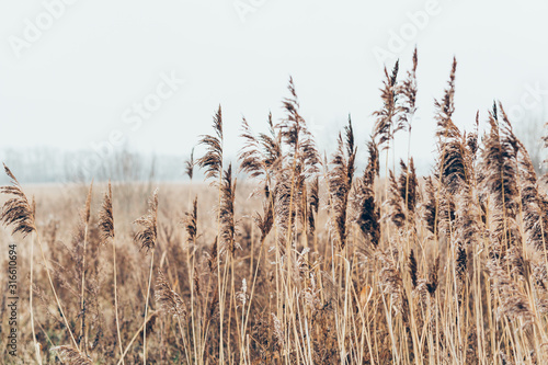 Grass in a field in the wind for a poster