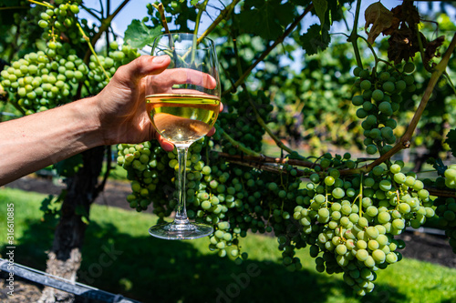man hand holding a glass of white wine against unripe fresh green grapes, grapevine fruits background, Okanagan Valley winery vineyards