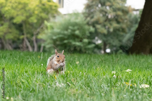 Squirrel is eating a nut