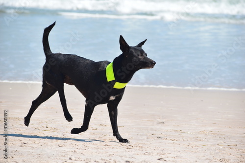 wild dog on the public beach