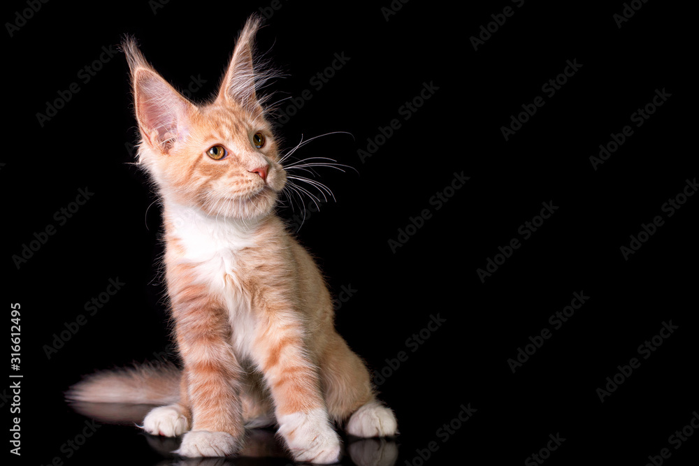 Adorable cute maine coon kitten on black background in studio, isolated. Copy space.