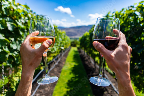 two hands cheering, holding red and white wine glasses selective focus close up view between vineyard grape vines green background, winemaking concept