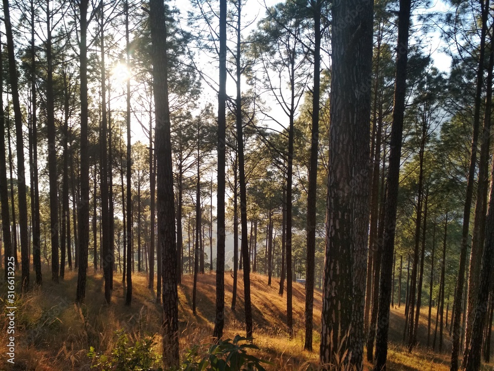 Pine tree forest in Uttarakhand state of India