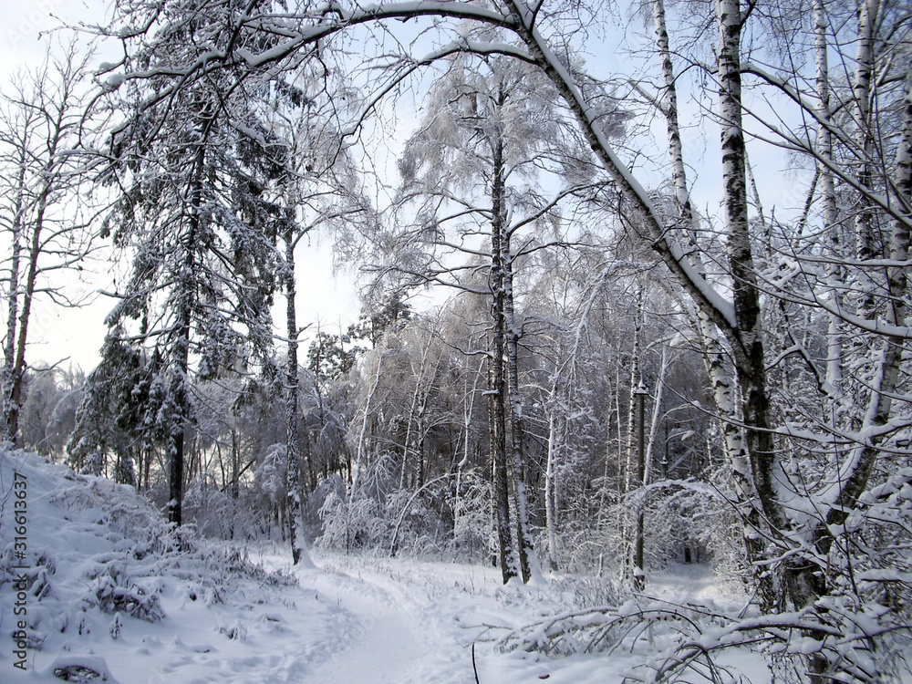 In the winter forest, the trees are covered with snow. The branches of the trees bend under the weight of the snow to the bottom. A well-trodden forest path winds through the trees.