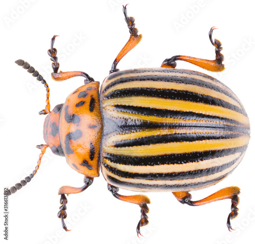 The Colorado potato beetle Leptinotarsa decemlineata, or Colorado beetle, ten-striped spearman, ten-lined potato beetle or the potato bug. Dorsal view of potato beetle isolated on white background. photo