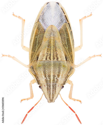 Aelia acuminata, common name Bishop's Mitre, is a species of shield bug belonging to the family Pentatomidae. Dorsal view of Aelia acuminata isolated on white background. photo