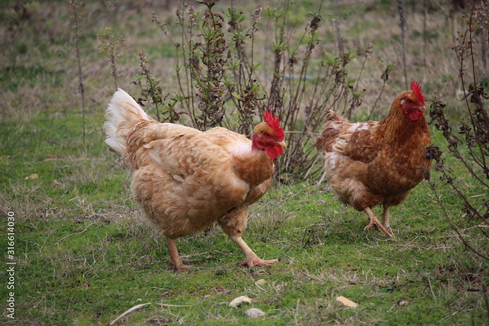 Fototapeta premium poules
