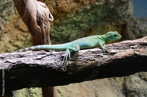 Sleeping lizard on the tree