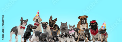 large group of adorable cats and dogs looking happy