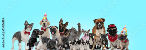 cute cats and dogs of different breeds standing together