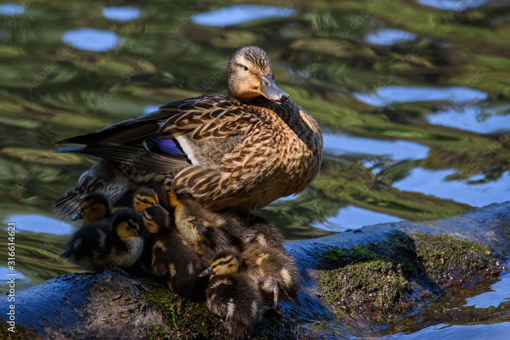 Fototapeta premium Mallard duck, Anas platyrhynchos with baby ducks. Summer time.