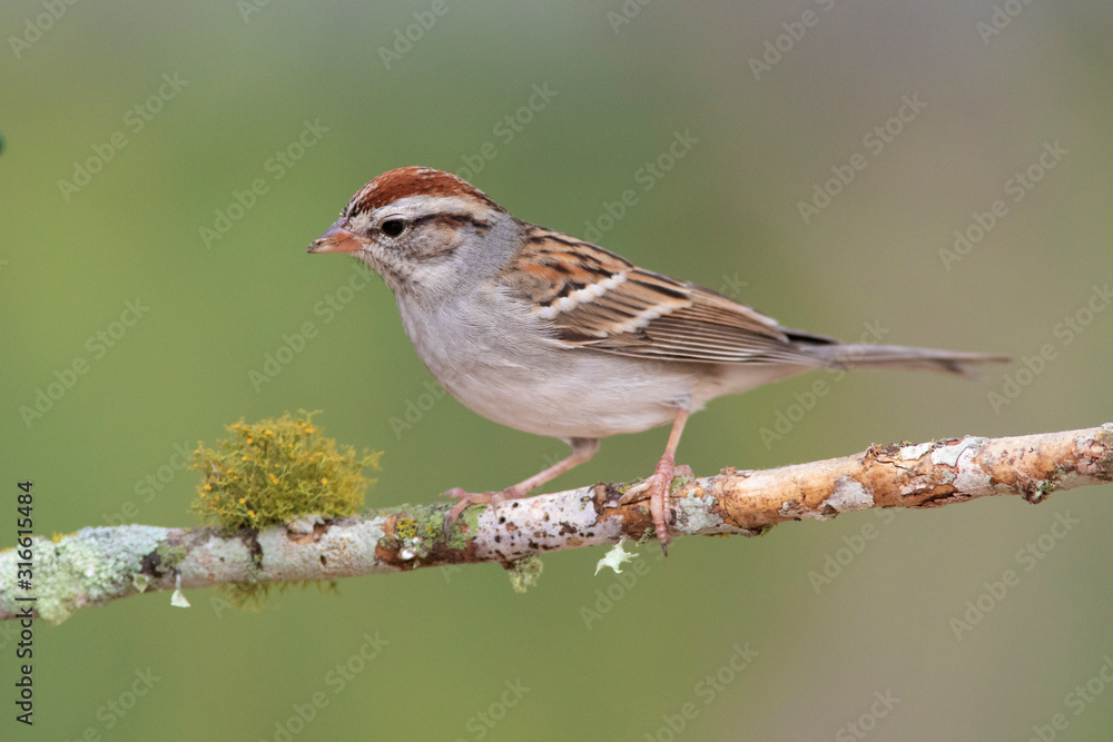Chipping sparrow at backyard home feeder Chipping sparrow at backyard home feeder