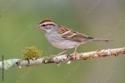 Chipping sparrow at backyard home feeder © raulbaena