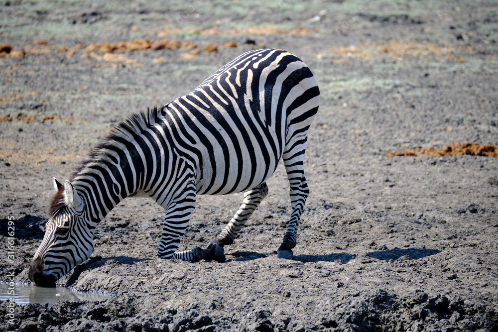 Zebra in Mana Pools National Park, Zimbabwe Zebra in Mana Pools National Park, Zimbabwe