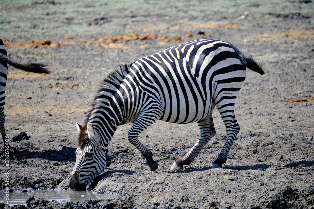 Zebra in Mana Pools National Park, Zimbabwe Zebra in Mana Pools National Park, Zimbabwe