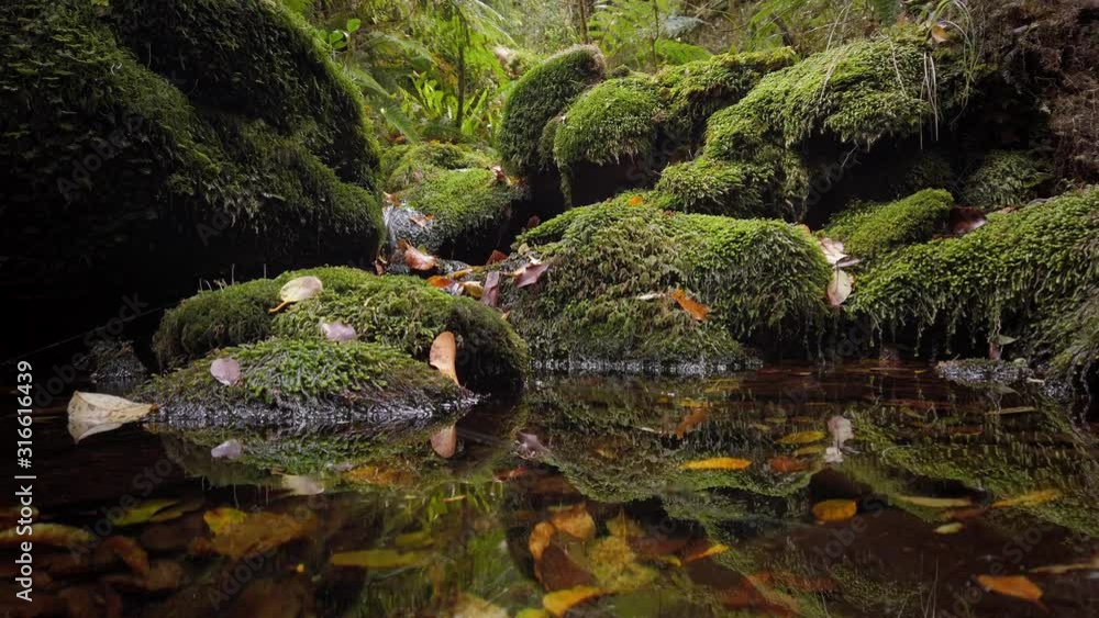 Clear Pristine stream surrounded by native bush, New Zealand Clear Pristine stream surrounded by native bush, New Zealand