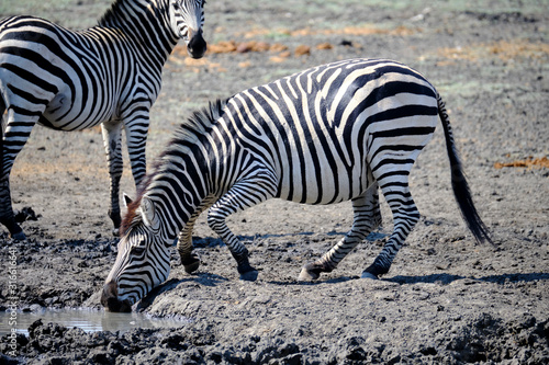 Zebra in Mana Pools National Park  Zimbabwe
