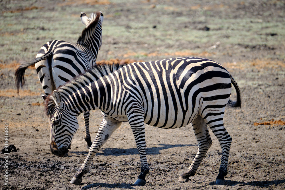 Zebra in Mana Pools National Park, Zimbabwe Zebra in Mana Pools National Park, Zimbabwe