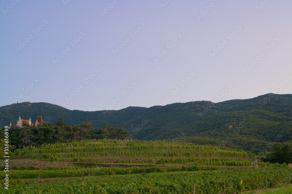 vineyards in the evening