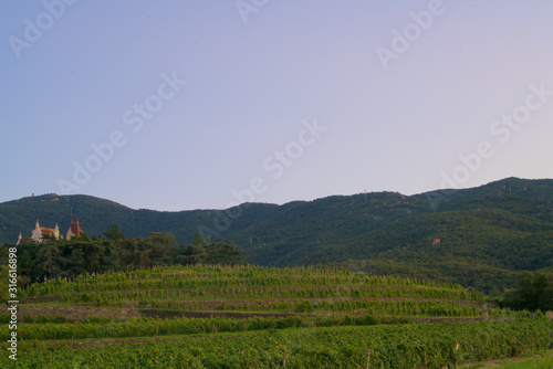 vineyards in the evening