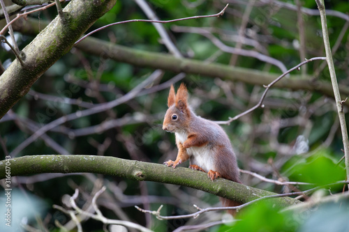 Eichhörnchen © Mipa Photo