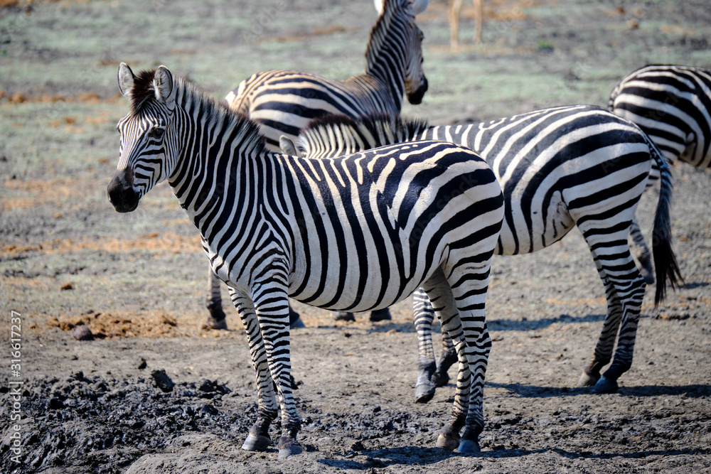 Zebra in Mana Pools National Park, Zimbabwe Zebra in Mana Pools National Park, Zimbabwe