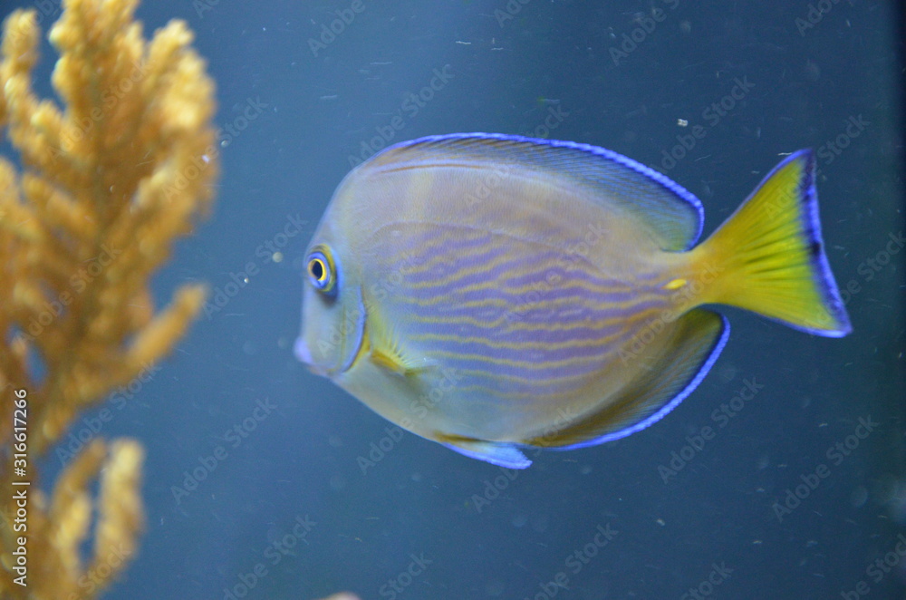 Naklejka premium Tropical fish in aquarium, Berlin