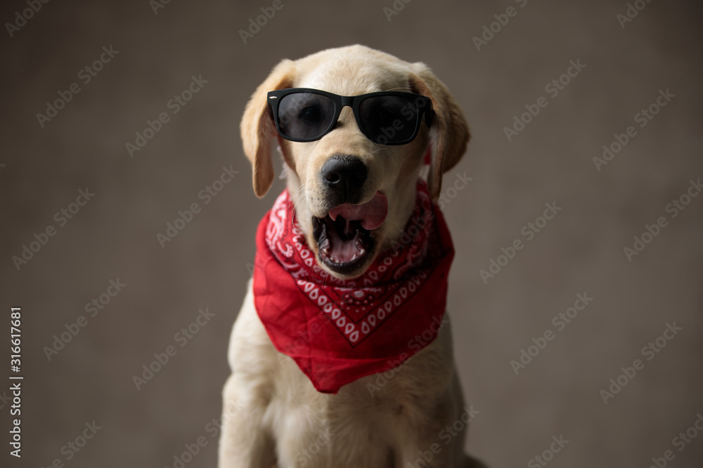 Labrador sunglasses top