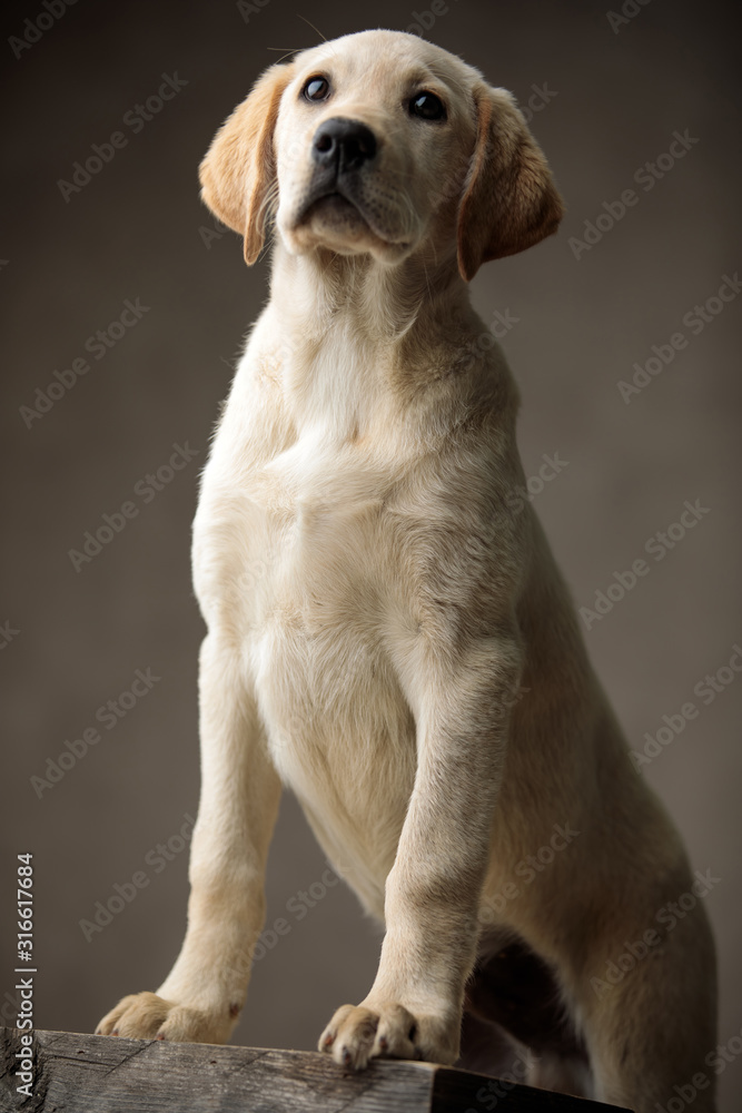 curious labrador retriever standing on wooden box curious labrador retriever standing on wooden box