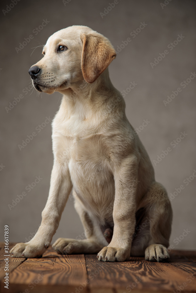 cute labrador retriever sitting on wooden box and looking to side