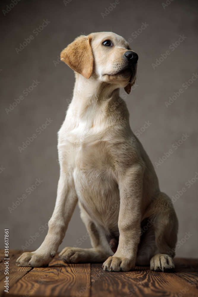 adorable labrator retriever looking up side and sitting on wooden box adorable labrator retriever looking up side and sitting on wooden box