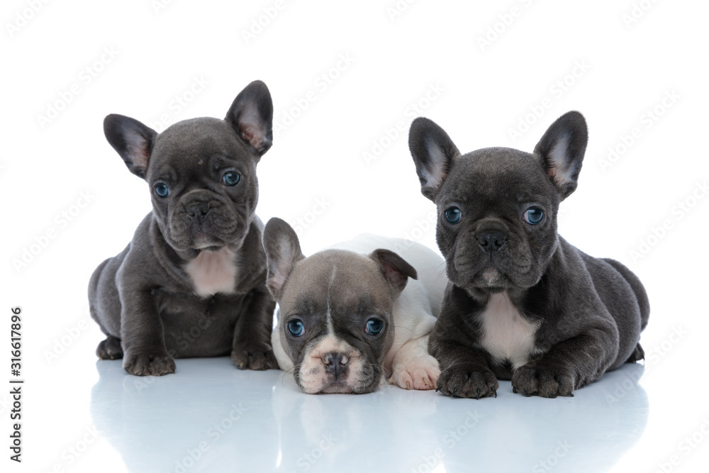 Adorable French bulldog cubs curiously looking forward