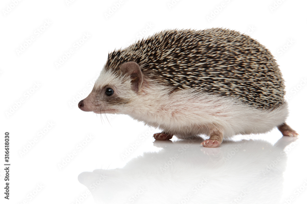 Obraz african hedgehog with black fur walking to a side