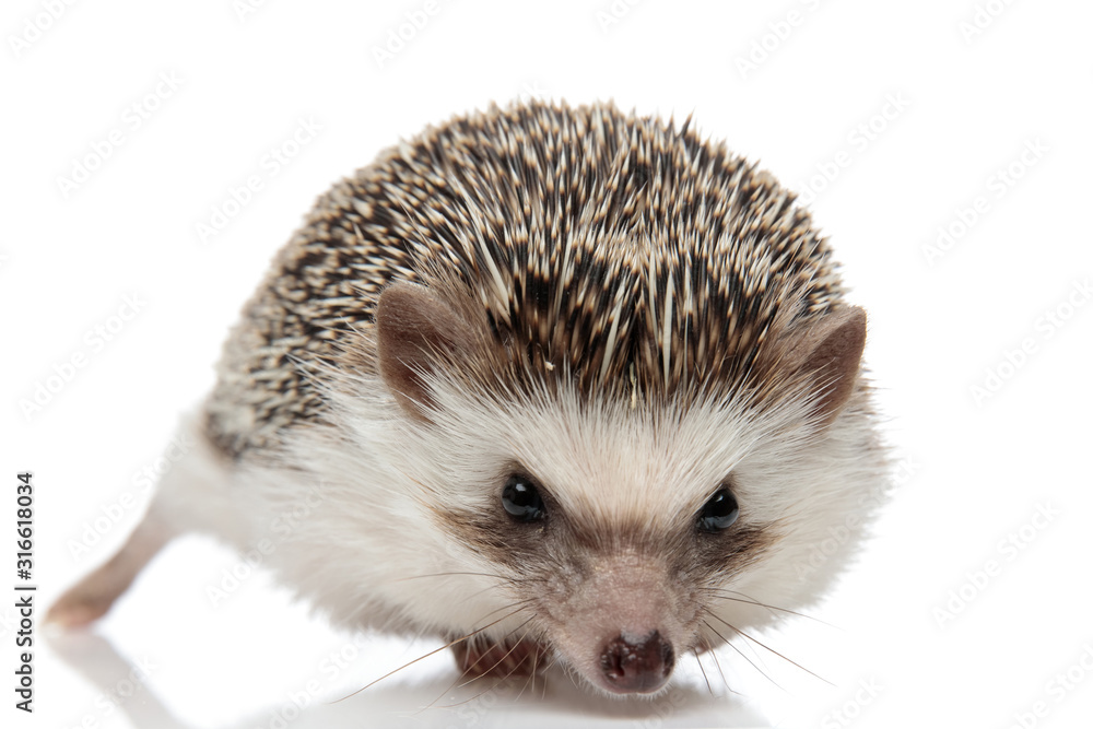 african hedgehog standing and looking at camera african hedgehog standing and looking at camera