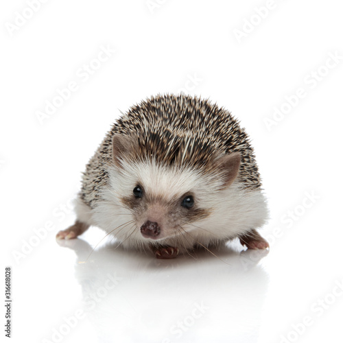 african hedgehog standing and looking at camera with no occupation