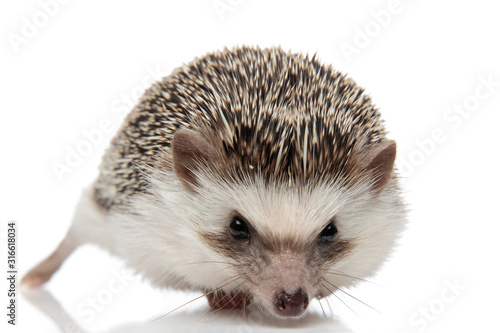 african hedgehog standing and looking at camera