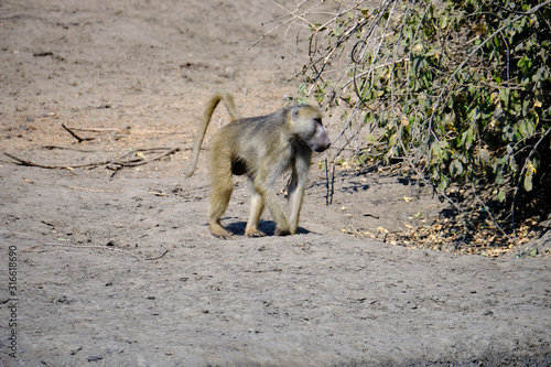 Baboon in Mana Pools National Park  Zimbabwe