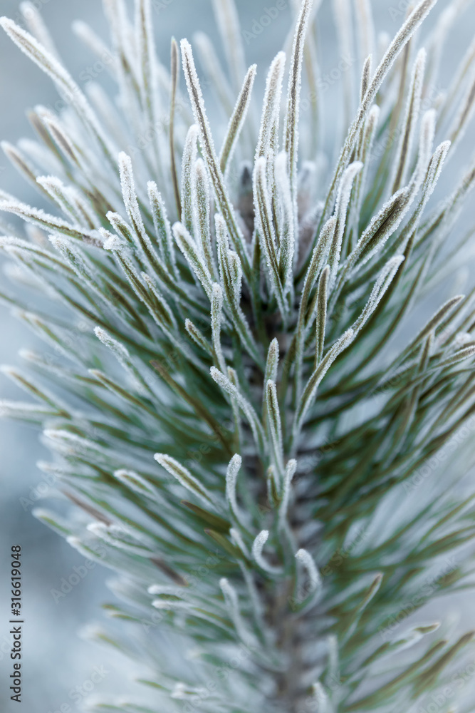 Hoarfrost on a pine branch. Sudden cooling. Weather anomaly. Winter wallpaper. Hoarfrost on a pine branch. Sudden cooling. Weather anomaly. Winter wallpaper.