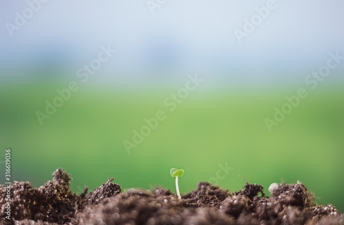 The seedling are growing from the rich soil to the morning sunlight that is shining, ecology concept.Nurturing baby plant.Protect nature.Earth day concept.