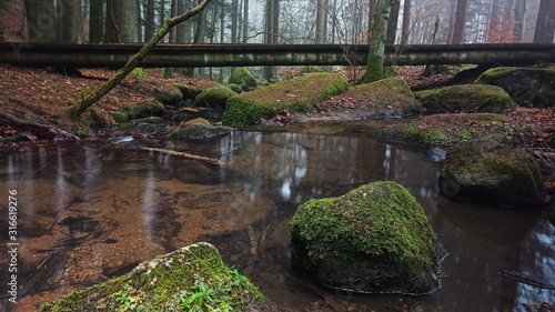 bridge in forest