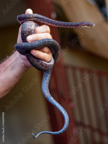 Dark brown snake wrapped in hand