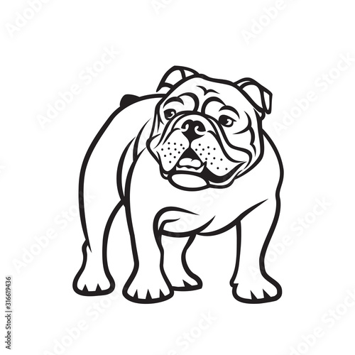 English bulldog - isolated outlined vector illustration photo