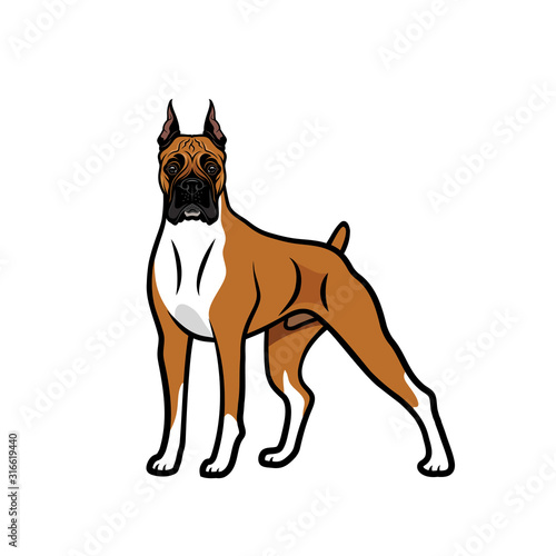 Boxer dog - isolated outlined vector illustration