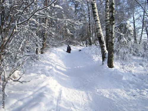 In the winter forest, the trees are covered with snow. The branches of the trees bend under the weight of the snow to the bottom. It is good to roll down the hill in winter.
