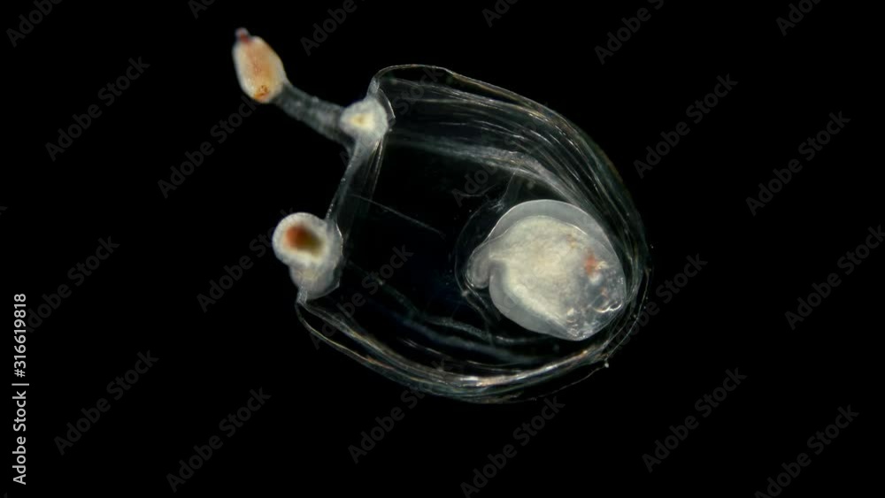 small jellyfish under a microscope, class Hydrozoa, type Cnidaria