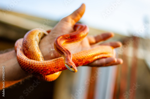 Red snake wrapped in hand
