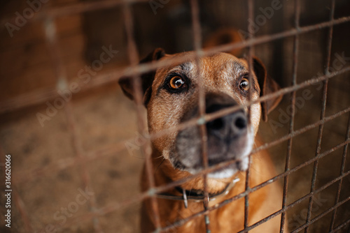 red mixed breed dog portrait in animal shelter cage © ksuksa