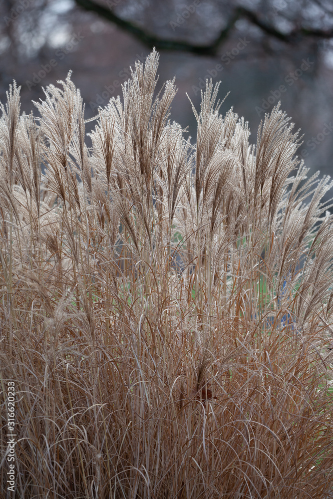 Fototapeta premium Ziergras