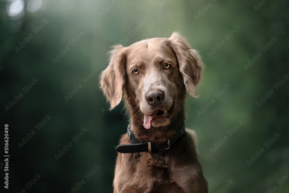 long haired weimaraner dog in a collar portrait outdoors in summer