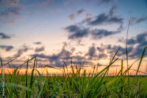 grass and sunset